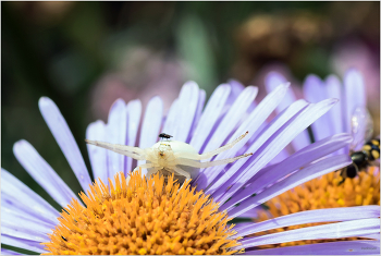 &nbsp; / Мизумена косолапая, или Цветочный паук (Misumena vatia)