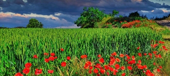 &nbsp; / Els Omells de Na Gaià - Camp de blat i roselles - L'Urgell
