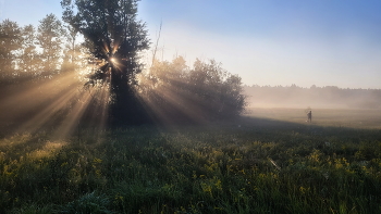 По утренним лугам / ***