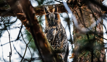 Увидеть сову... / ***