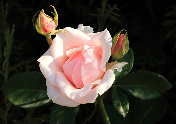 Осенняя нежность / ***