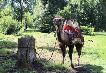 Заблудился… / ***