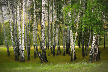 Берёзы из &quot;Лесной сказки&quot; / &quot;Лесная сказка&quot; - детская база отдыха