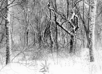 Графика зимы / Зимний пейзаж