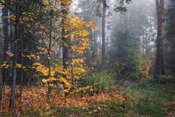 Вспоминая октябрь. / Интимный пейзаж