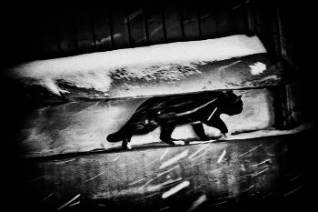 &nbsp; / Ковров. Владимирская обл. 2016 г.