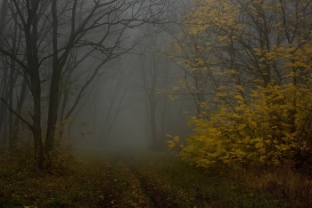 Осенний наряд / Туманное утро