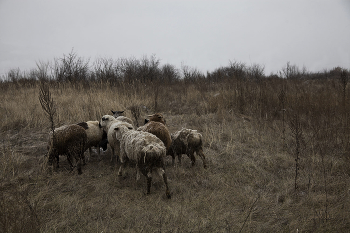 Семья на водопое / Зензибарская осень