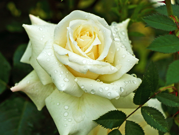 После дождя / ***