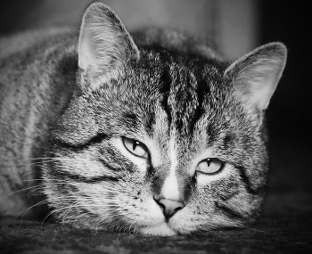 Сытый / Портрет домашнего