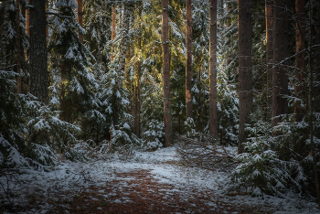 Припорошило. / Интимный пейзаж.