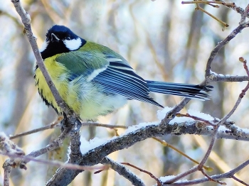 Синичка / ***