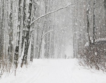 Снегопад / Снегопад в декабре
