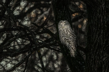 В заповедных и дремучих... длиннохвостая неясыть. / ***