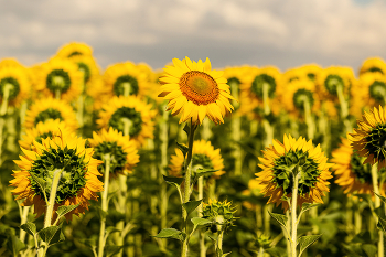 Другой / Из летних воспоминаний