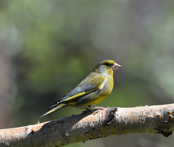 &nbsp; / лето, птицы