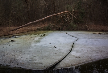 Апрельский сюжет / Старый пруд, Подмосковье.