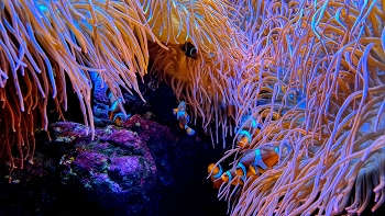 &nbsp; / O Grove - aquari - Pontevedra