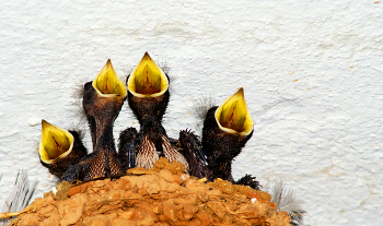 Квартет / Португалия Лагос ласточки