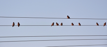 Как по нотам / В лучах декабрьского заката