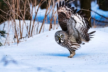 В цепких лапах / Бородатая неясыть