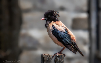 Неформал / Розовый скворец, Калмыкия.