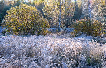 Октябрьский морозец / Осенние утренники. Интимный пейзаж.