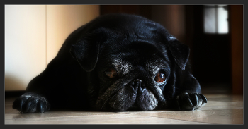 Мой старенький пес II / ***