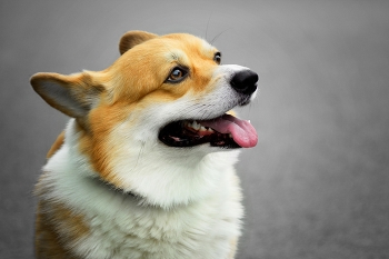 Лис / Вельш-корги пемброк на прогулке.