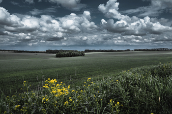 Просто пейзаж. / поле