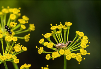 Никто не уйдёт... голодным / Обыкновенный паук-бокоход (Xysticus cristatus) и Муравьевидка (Sepsis fulgens (Sepsidae)