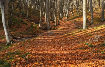 Осенний лес / Утро