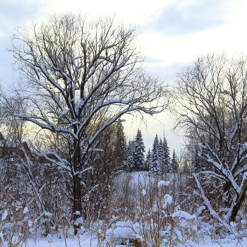 Графика зимы / Меня очаровало это дерево !