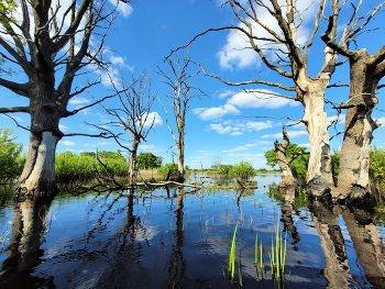 Весенние луга / ***