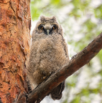 Сеанс гипноза. / Совёнок ушастой совы.
Маленький, не летает, крылья не выросли.
Но совята хорошо могут подниматься по стволу - когти, как иглы.
Думаю, этого совёнка тоже сбросила с ветки сосны ворона крупная. Я видела такое хулиганство с другим совёнком, с ним они сидели рядышком. 
Ворона надеялась, что совёнок разобьётся, или не сможет сопротивляться, чтобы отнести в гнездо к своим деткам.