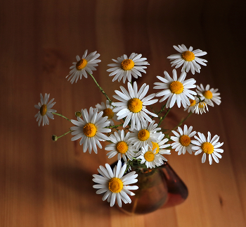 Скромный летний букетик / ***