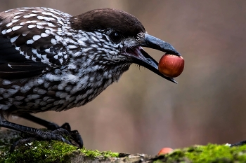 «Когда нашёл свой идеальный орех» / Декабрь 2025 год. КЕДРОВКА, ореховка (Nucifraga caryocatactes)