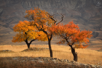 Трио / Осень в Горном Дагестане