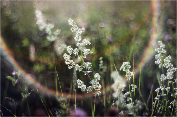 нарву цветов / и положу в пакет