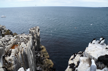 Будни птичьего базара / ***