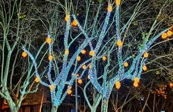 &nbsp; / Reus - Nadal 2025 (arbres) - Baix Camp