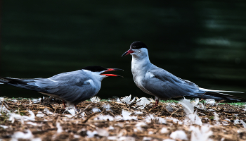 &nbsp; / Озерные крачки.