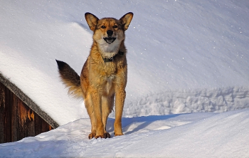 Пёсик / Деревенский пёс