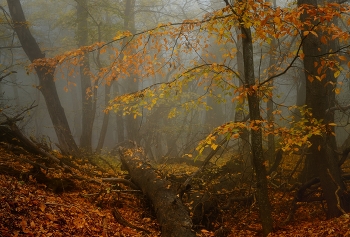 В туманном лесу / Осень