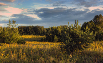 Вечером в лесу / Перед дождём