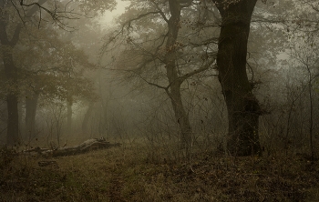 Туманное утро / Осень