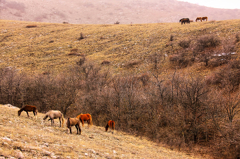 Енисалинское ущелье / Крым, Долгоруковская яйла, осень