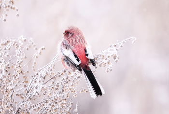 Урагус / самец.
Птичка Краснокнижная, НЕперелётная.