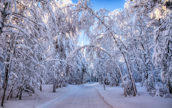 Снежная аллея / ***