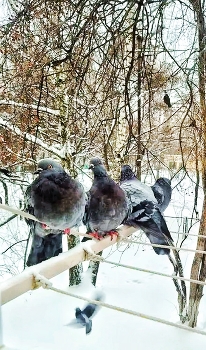 А вот и гости / Голуби присели